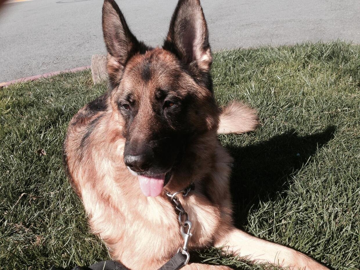 Shamu, a German Shepherd, lying on the grass in the sun